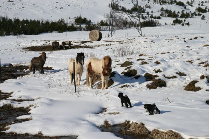 Bomba og tvol a skoa hestana