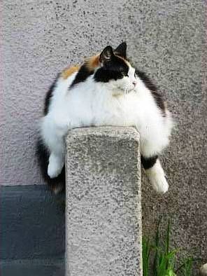 funny-cat-picture-fat-cat