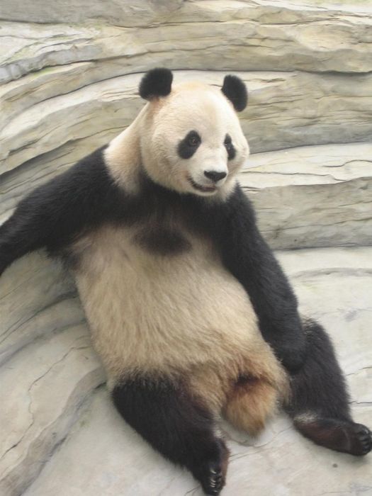Pandabjorn