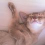 Cougar sleepy