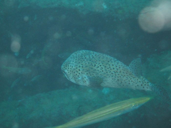 Boxfish