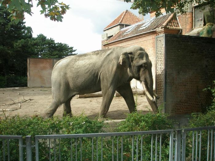 Zoologiske garden