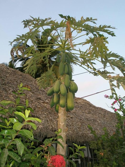 Papaya