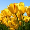 ...tulips