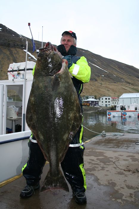 32 kg halibut