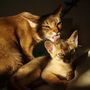 Not me or my family... but a grown abessinian