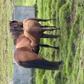 img 0607 1455510