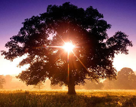 sun in tree