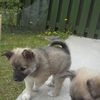 Birta