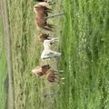 img 0385