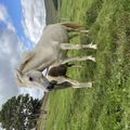 img 0410