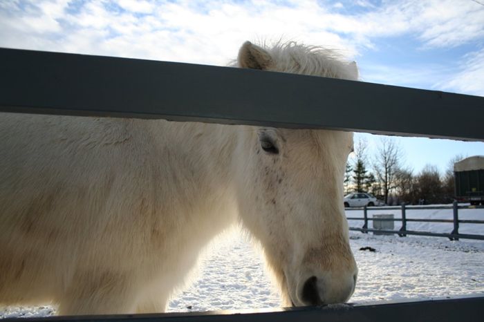 Icelandic horse at winter
