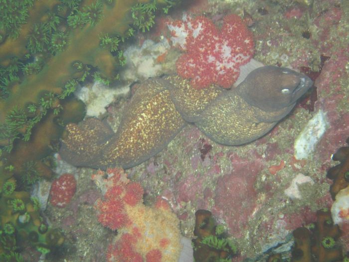 Moray eel