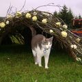 Mosi kannar lystigarðinn - The cat, Mosi, checks out the flower arrangements