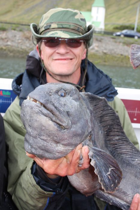 9 kg Catfish in Sudureyri june 2008
