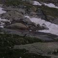 Marmot