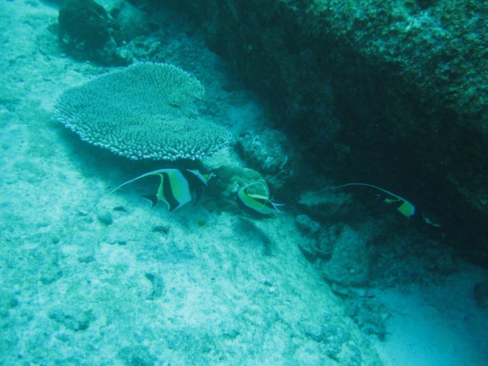 Bannerfish