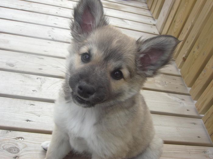 Birta