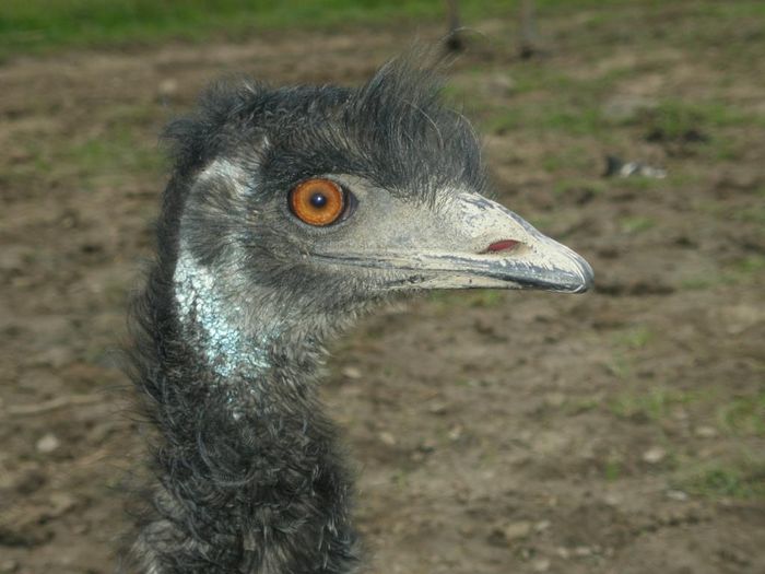 Emu