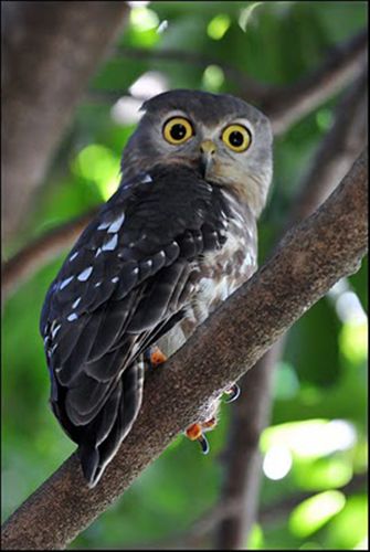 barking owl - darwin botanical gardens by alwyn simple.jpg