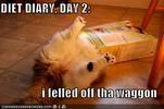 th funny-pictures-cat-food-box-diet-di