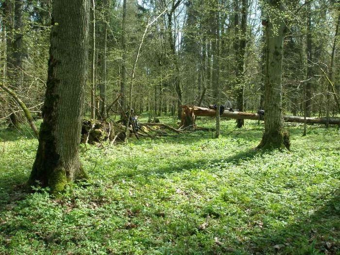 Bialowieza