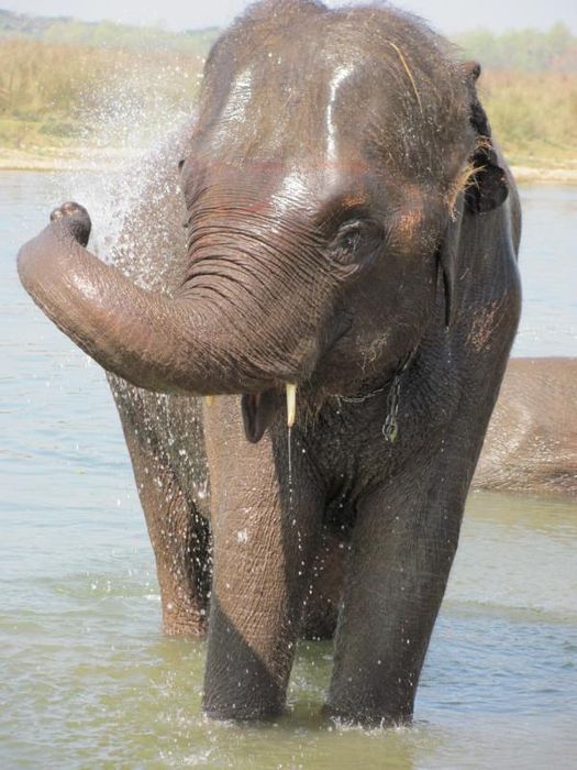 Chitwan National Park 039