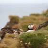 Puffin in the west fjords of Iceland
