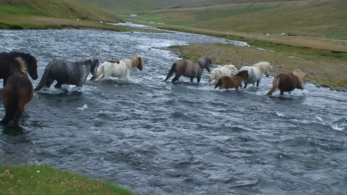 Fr+foal, Framt (SOLD), Viska, Ora(SOLD), Engill (SOLD)and more