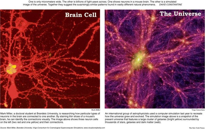 Brain cell universe