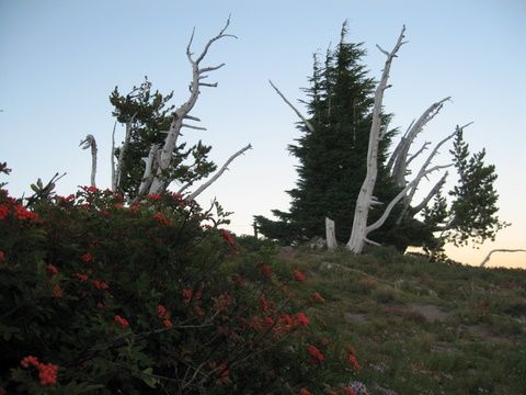 Vi Mt. Hood