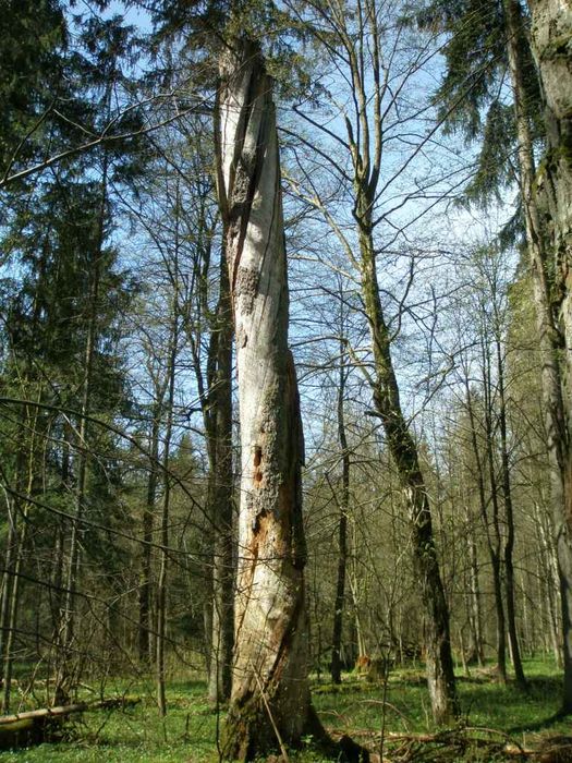 Bialowieza National park