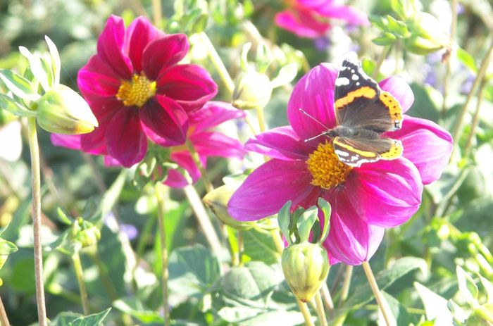 flowers and butterfly copy.jpg
