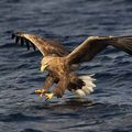 White-tailed Eagle P1 large (Mike Brown)