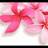 flowers7vg1 782178.png