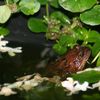 Frog in pond in Årsta Havsbad sweden