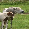 Stelpa. Stelpa´s foal and Hálf´s foal
