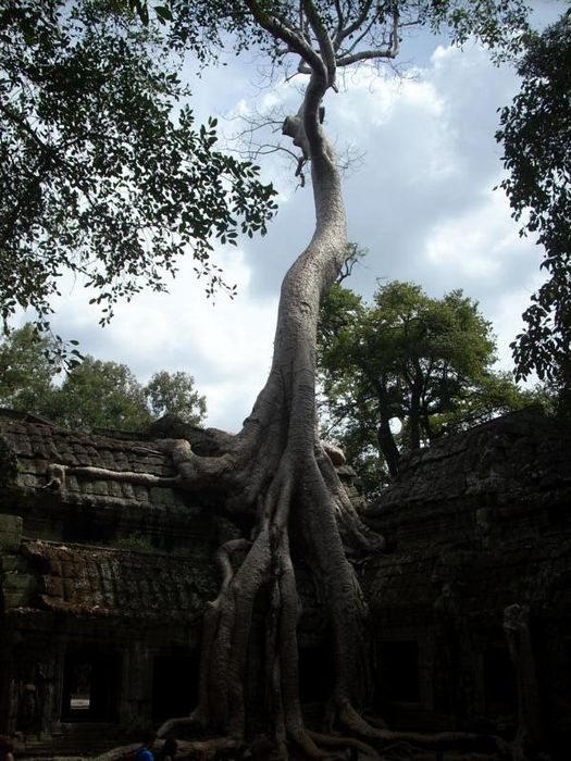 siam reap2 057