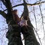 Climbing trees once again