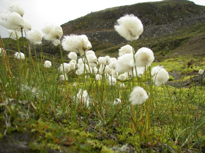 Hrafnaffa (Eriophorum scheuchzeri