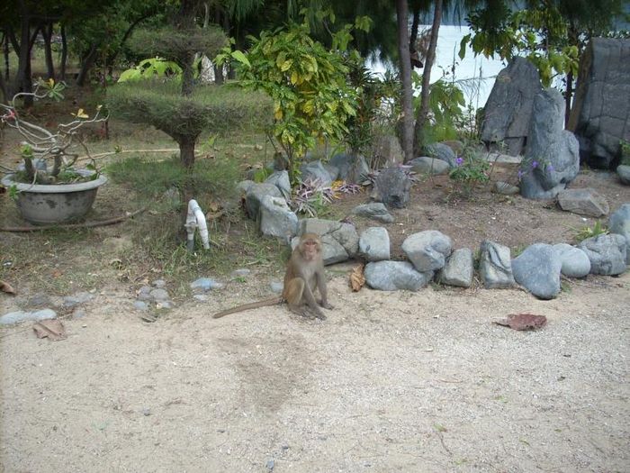 Monkey island 082