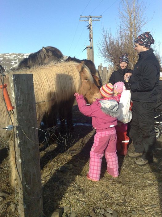 Hestarnir fundnir...