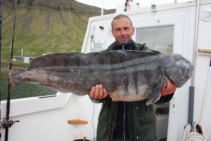 11 kg Catfish in Sudureyri June 2008