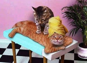 funny-cat-picture-relaxing-cats