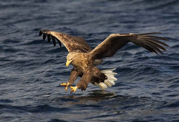 White-tailed Eagle P1 large (Mike Brown)
