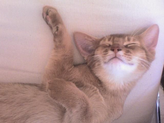 Cougar sleepy