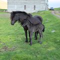 Irpa, the mother