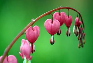 c_documents_and_settings_margret_my_documents_my_pictures_hearts.jpg