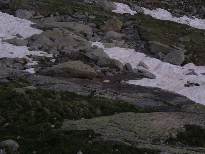 Marmot