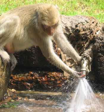 monkey playing with tap